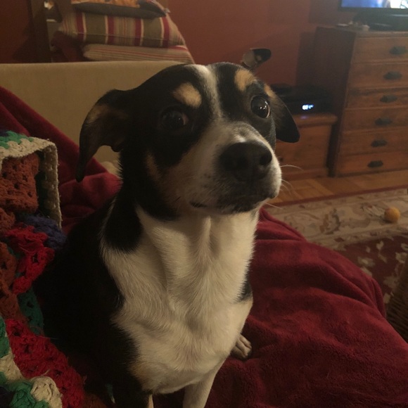 Meet your Posher, Steve - Picture 2 of 2